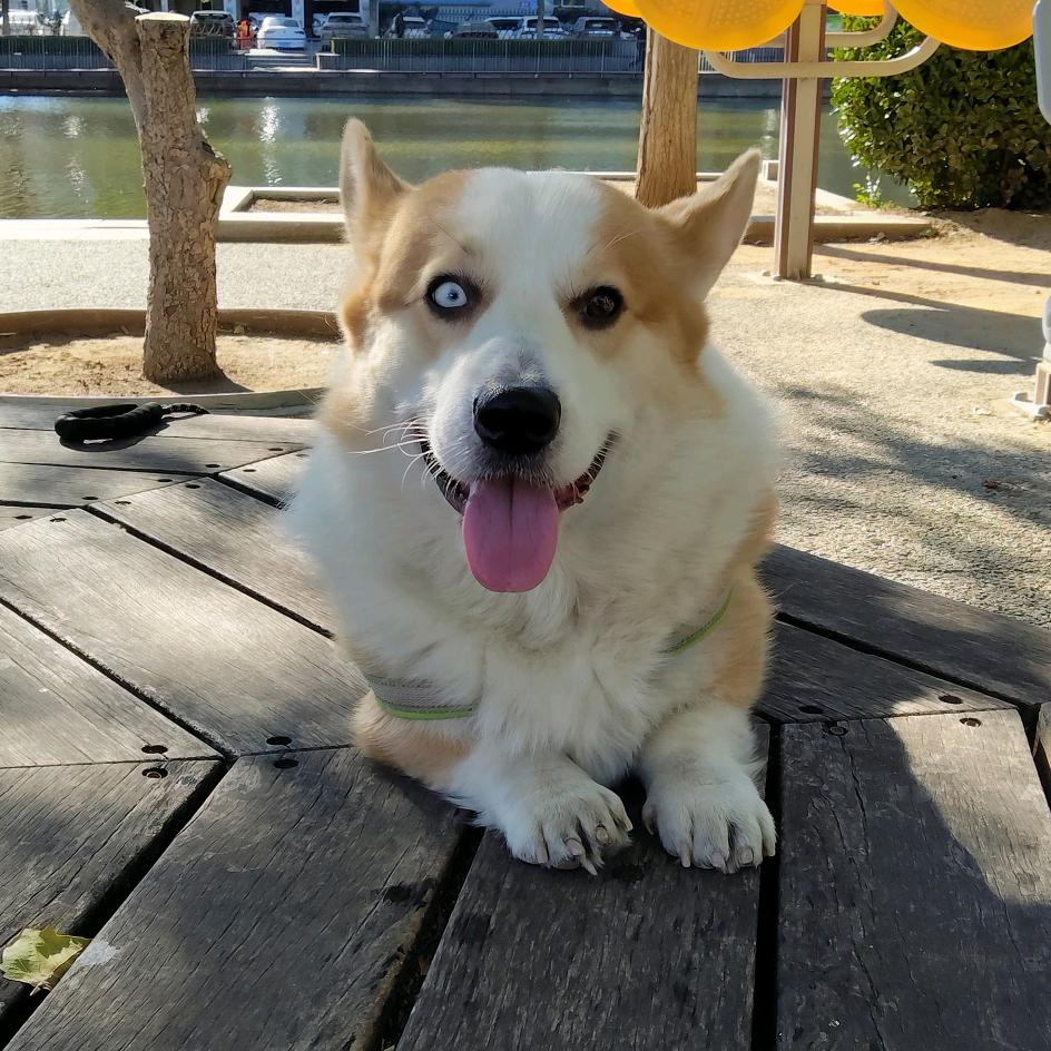 大球球