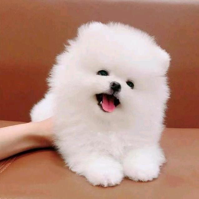 优选花卉园艺