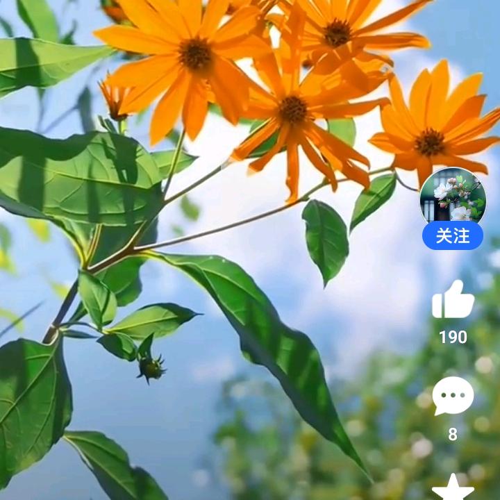 明姐姐