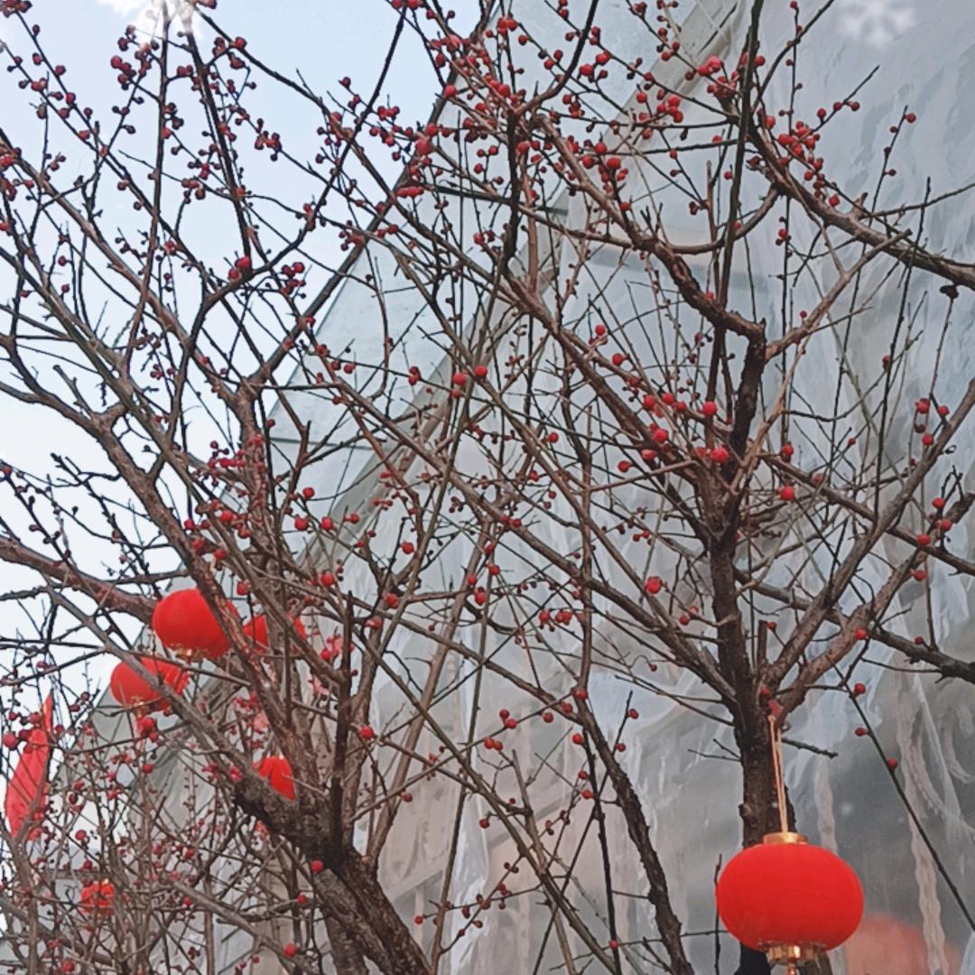 中妹