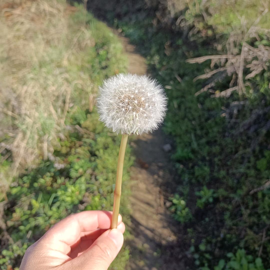芳子好运连连