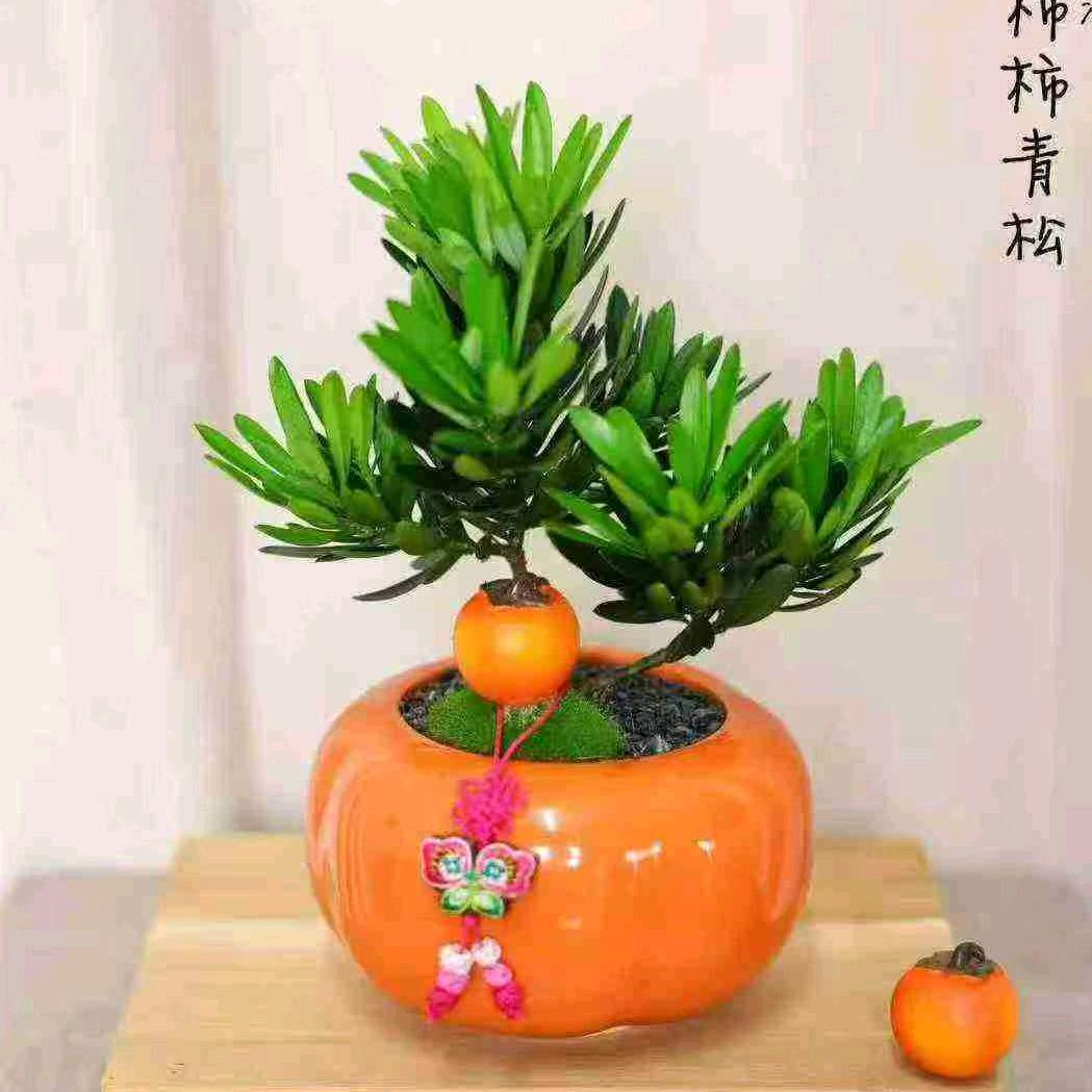 阳光正好