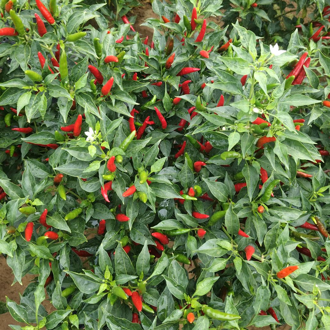 丰裕辣椒种植基地