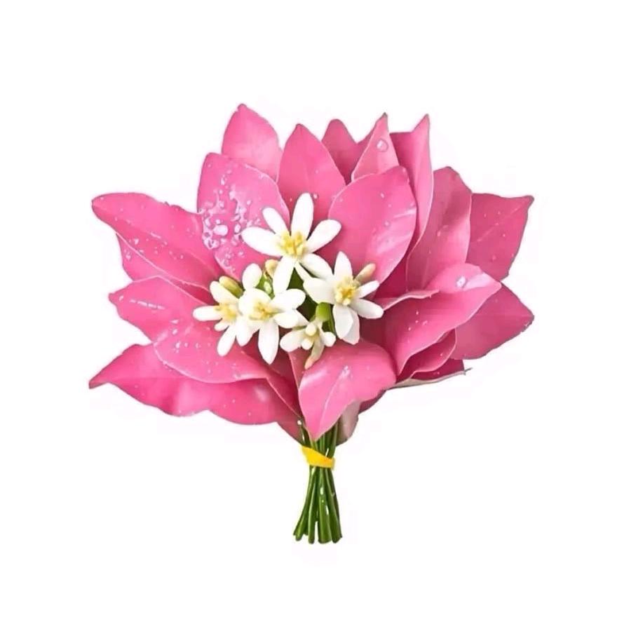 田心家政（小茜）