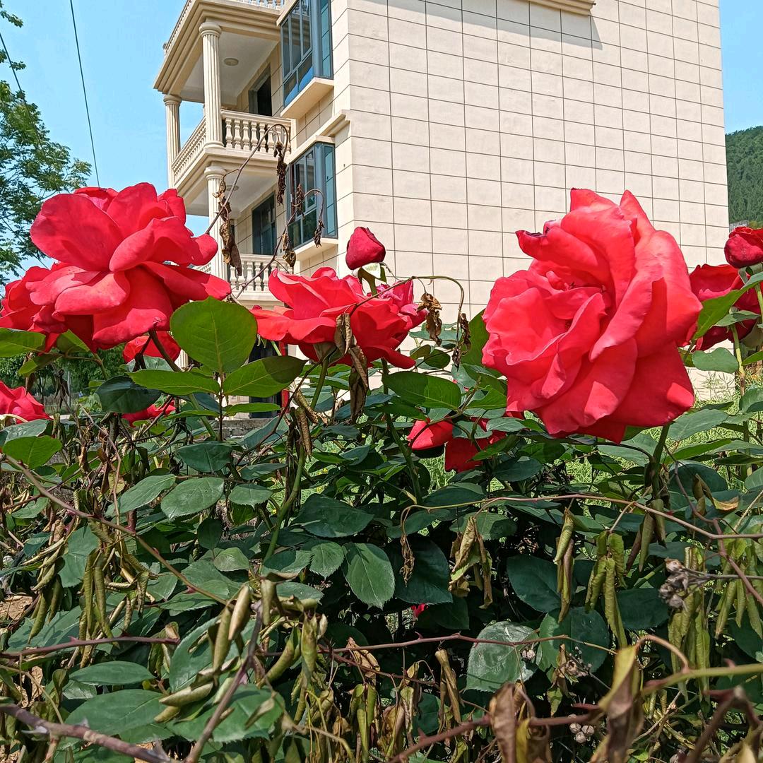 笑对人生🌹知足常乐🌹