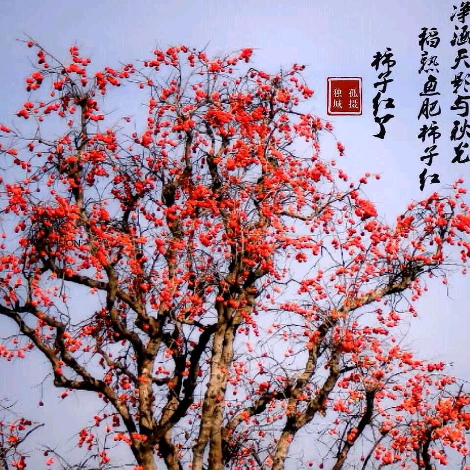 淡泊明志