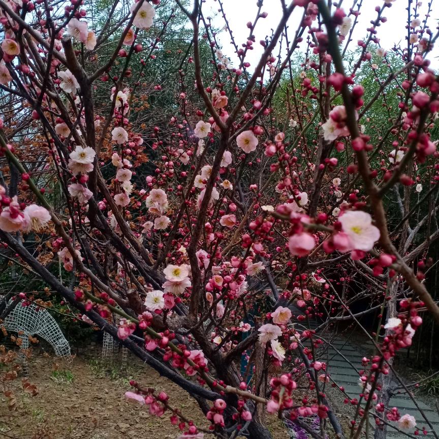 黑牧丹