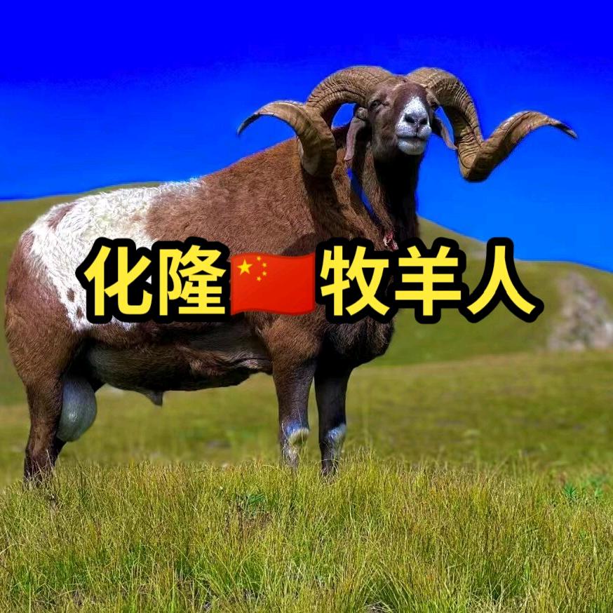 化隆  牧羊人