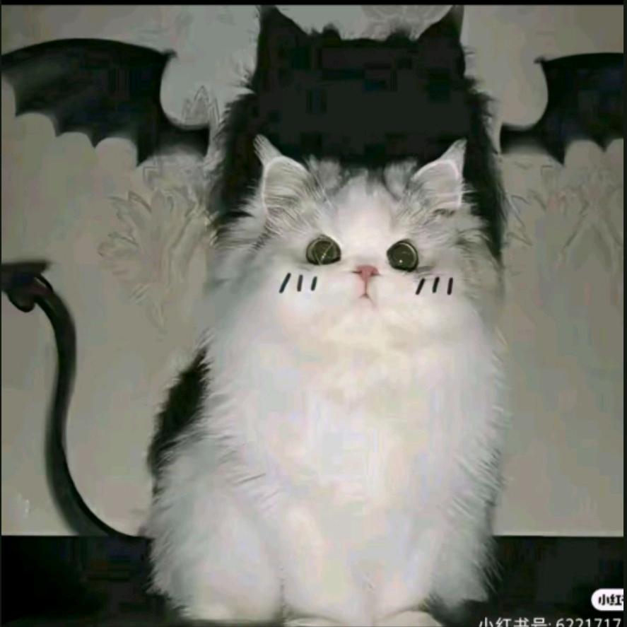 小糖果🍀(小号)