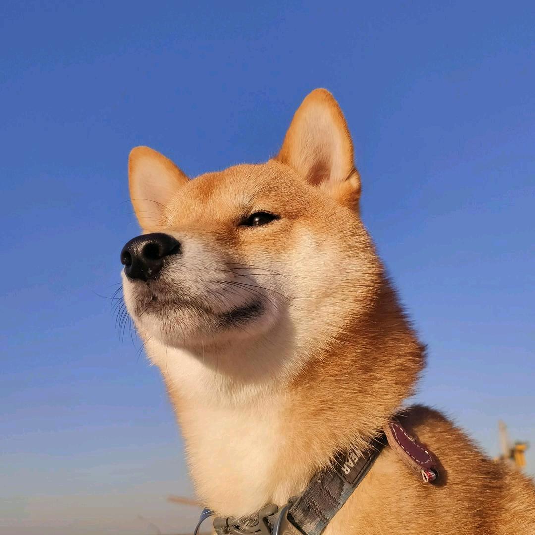 一条冲浪板