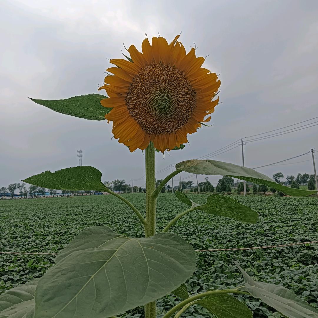 对方正在输入