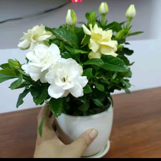 梦上花溪