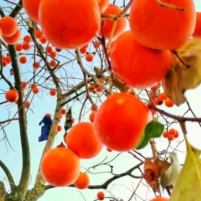 二姐带你找房信息咨询部