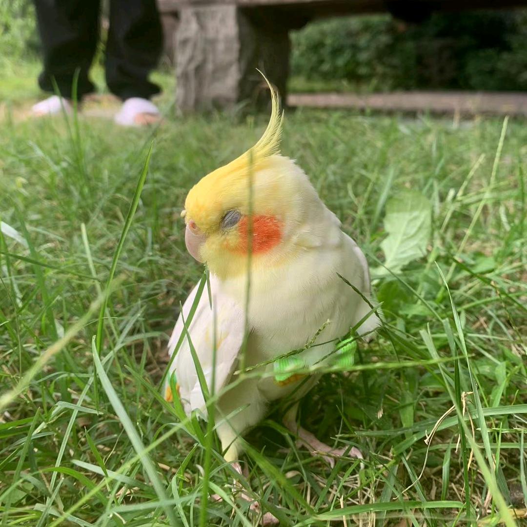 没了晚安