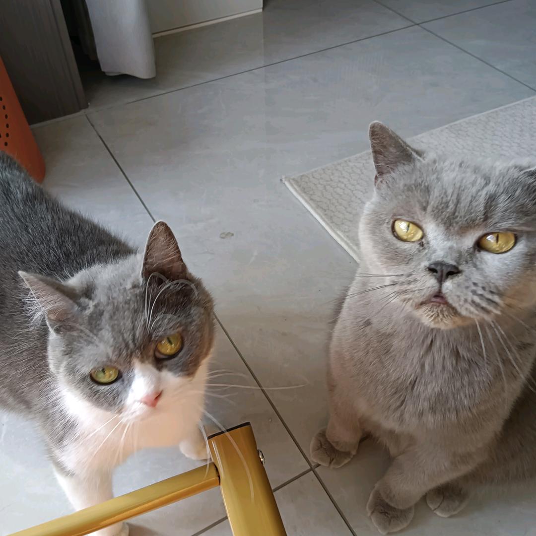 康康宠物(狗窝猫窝)
