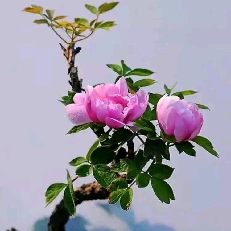 💞꧔ꦿ好℘运ᝰ常᭄ᩚ꯭在💞