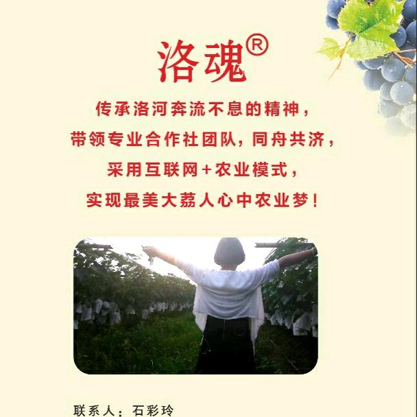 大荔县羌白镇彩玲葡萄专业合作社