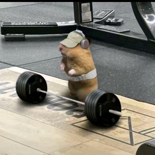 疯了也要爱