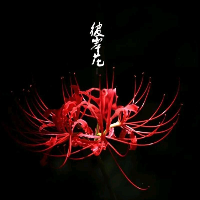小辣椒rr