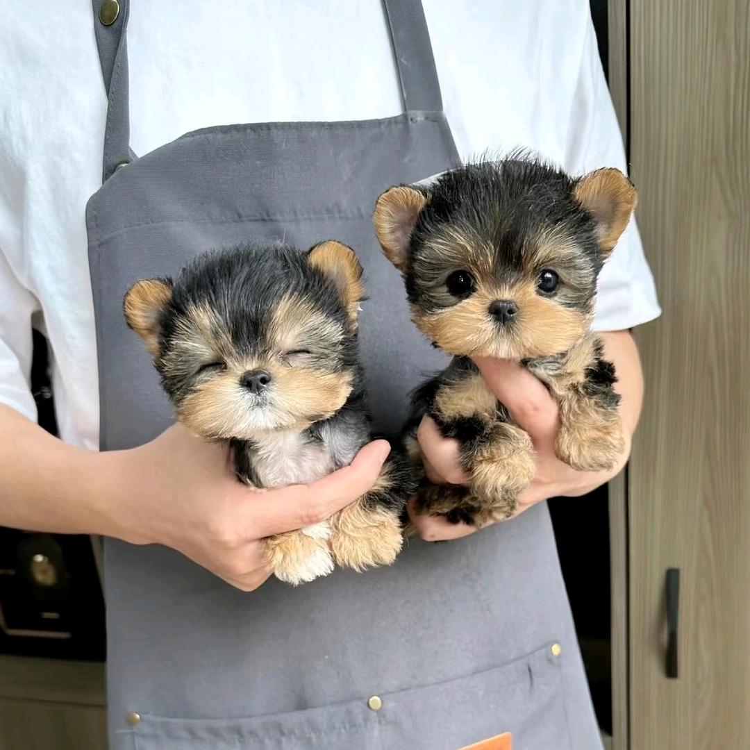 海仁宠物-南昌800平宠物庄园