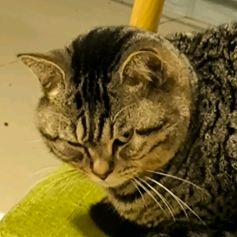 醋拌柠檬