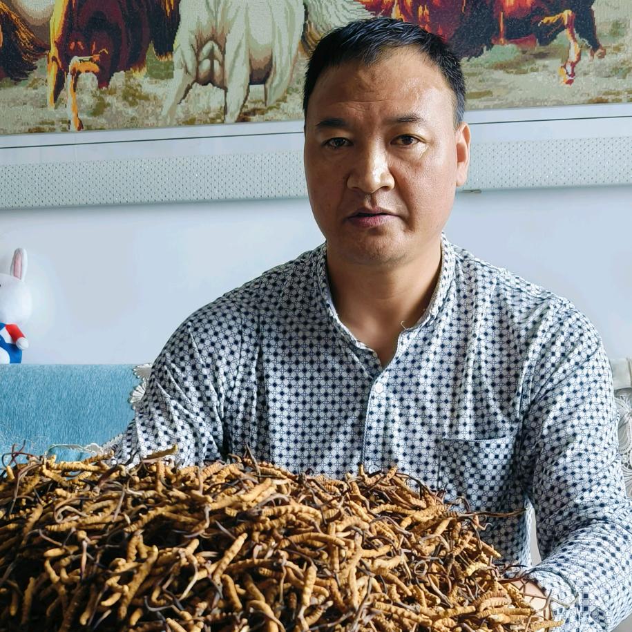 青海张氏野生冬虫夏草(滋补品)讲解员