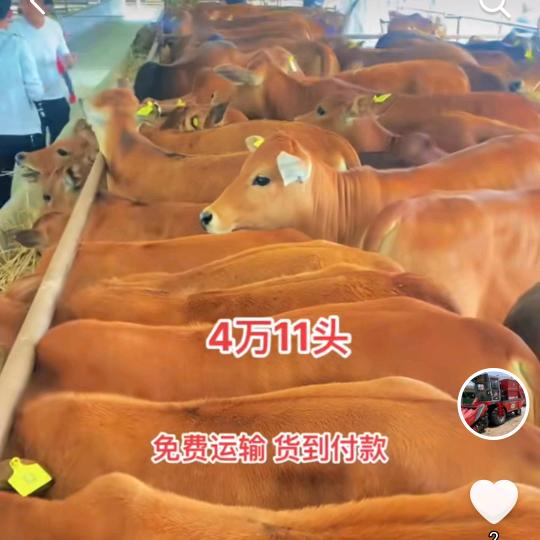 为民肉牛养殖场