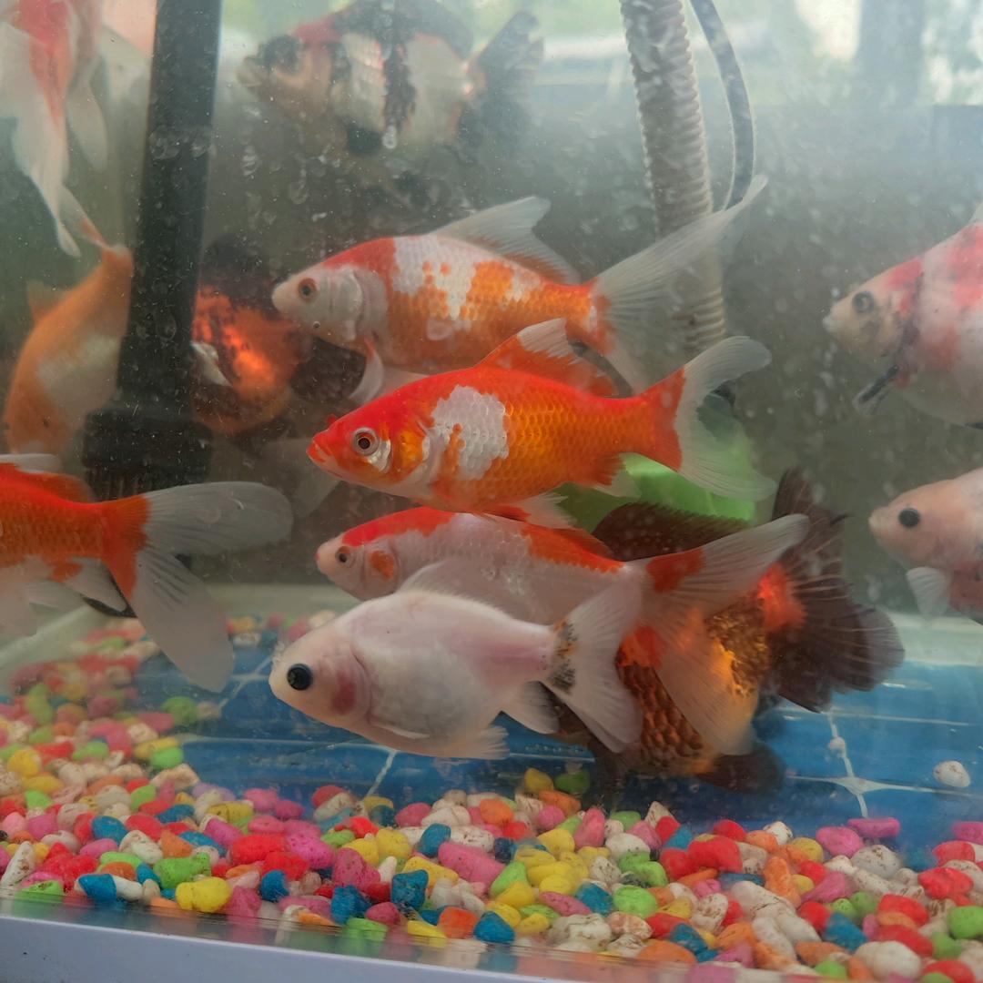 玛丽泰狮养殖基地