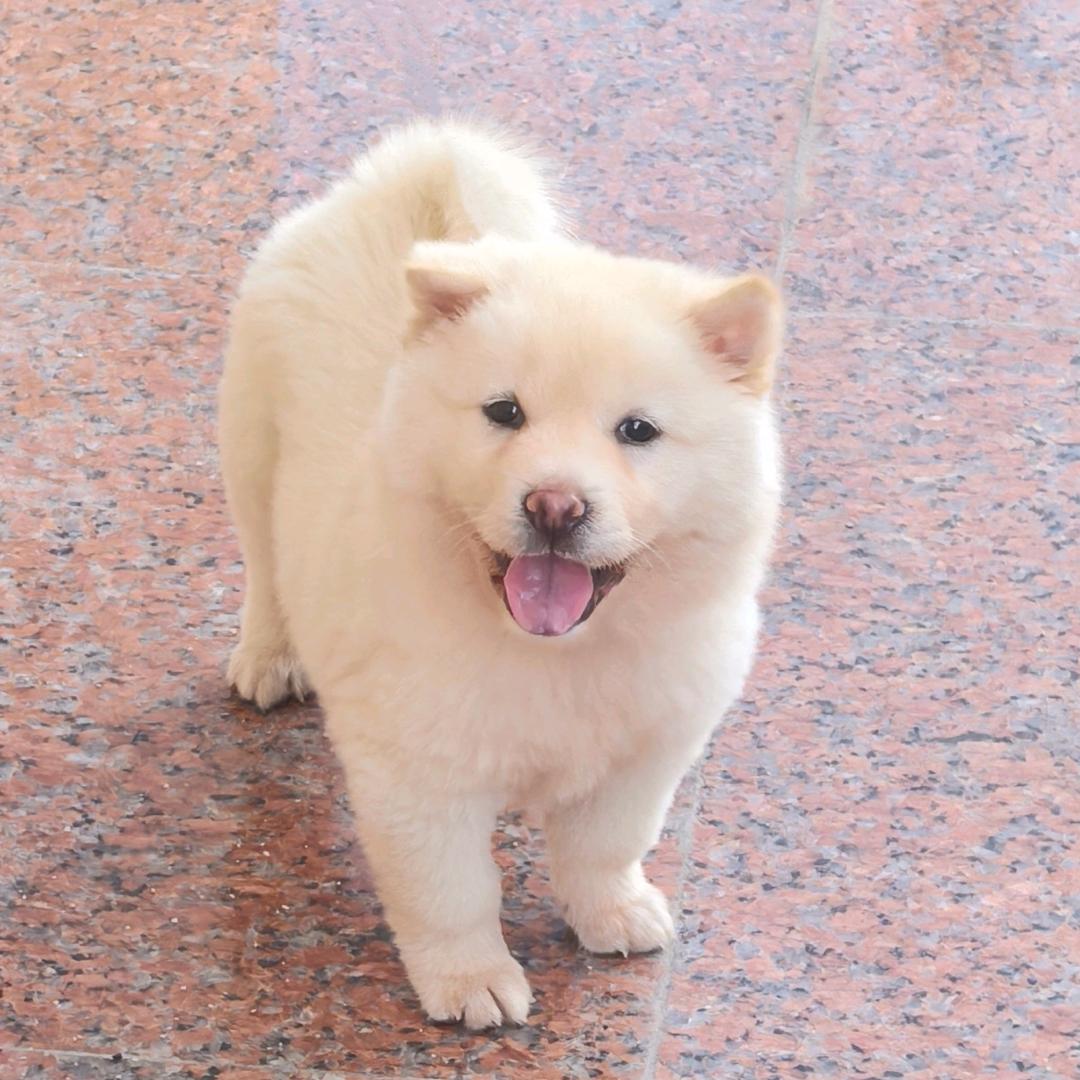 利利是一只土松