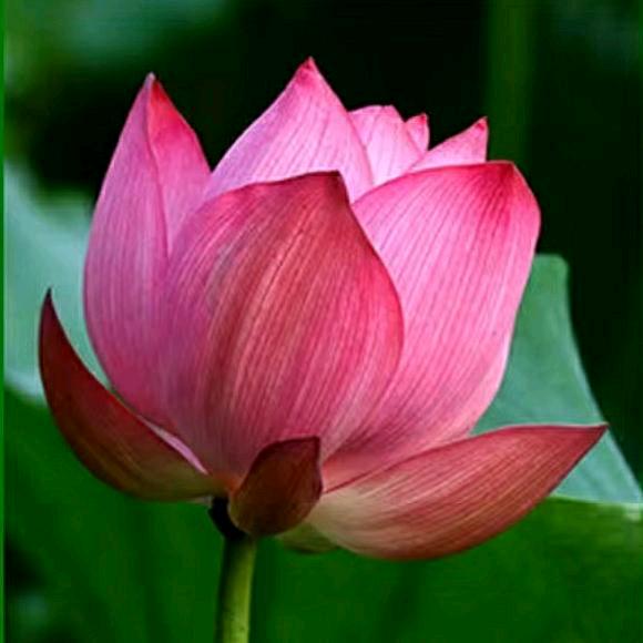 越越（秦越越）