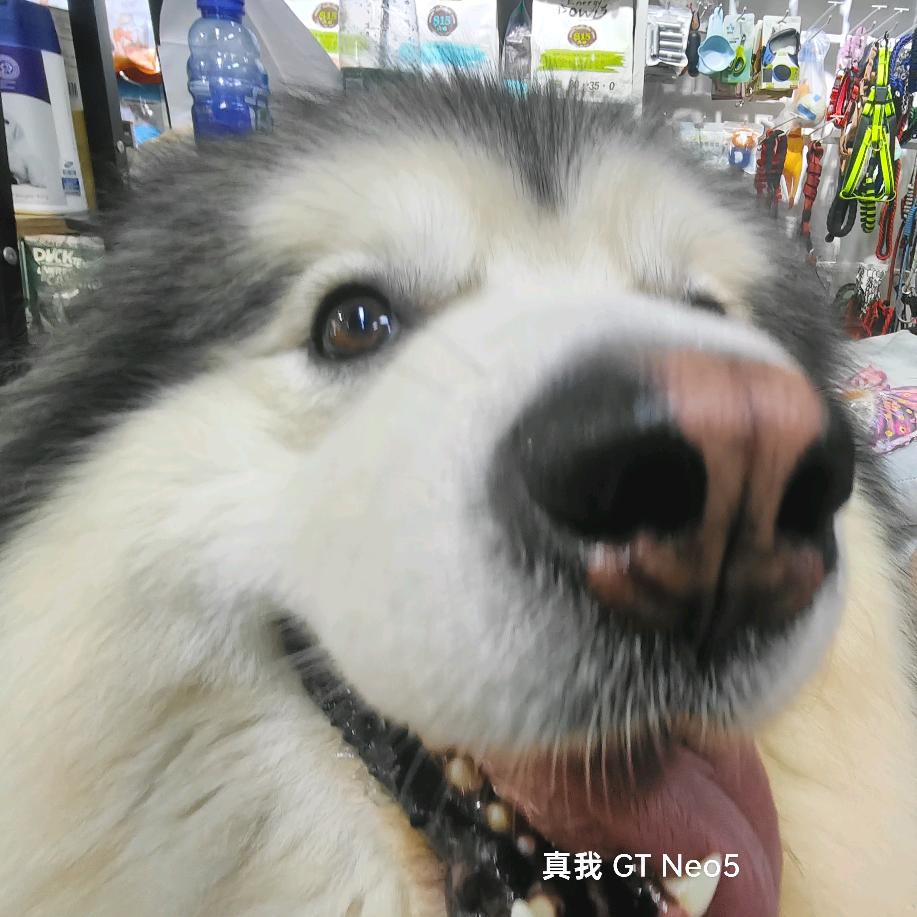 轻蠢男大