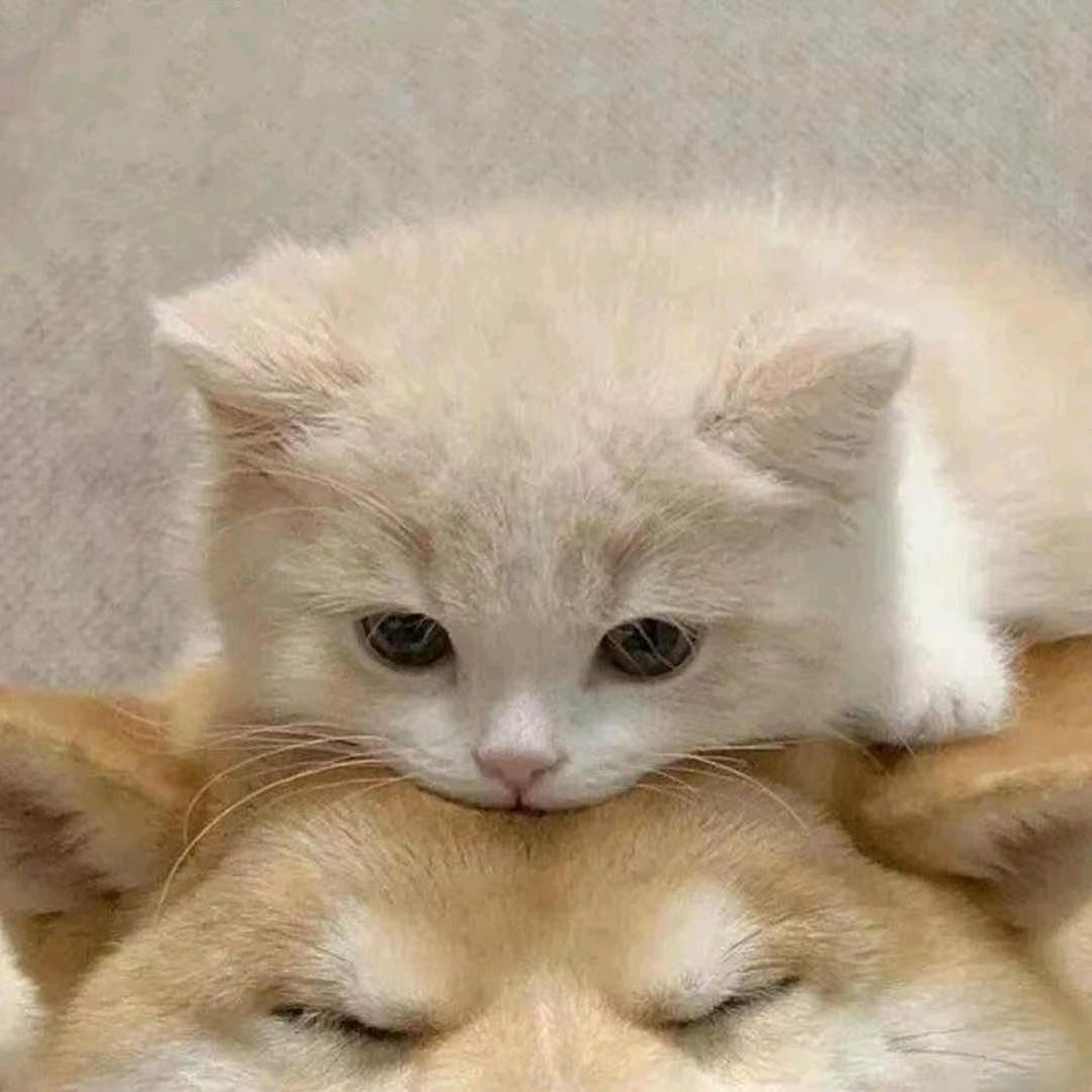 呆呆小猫🐱