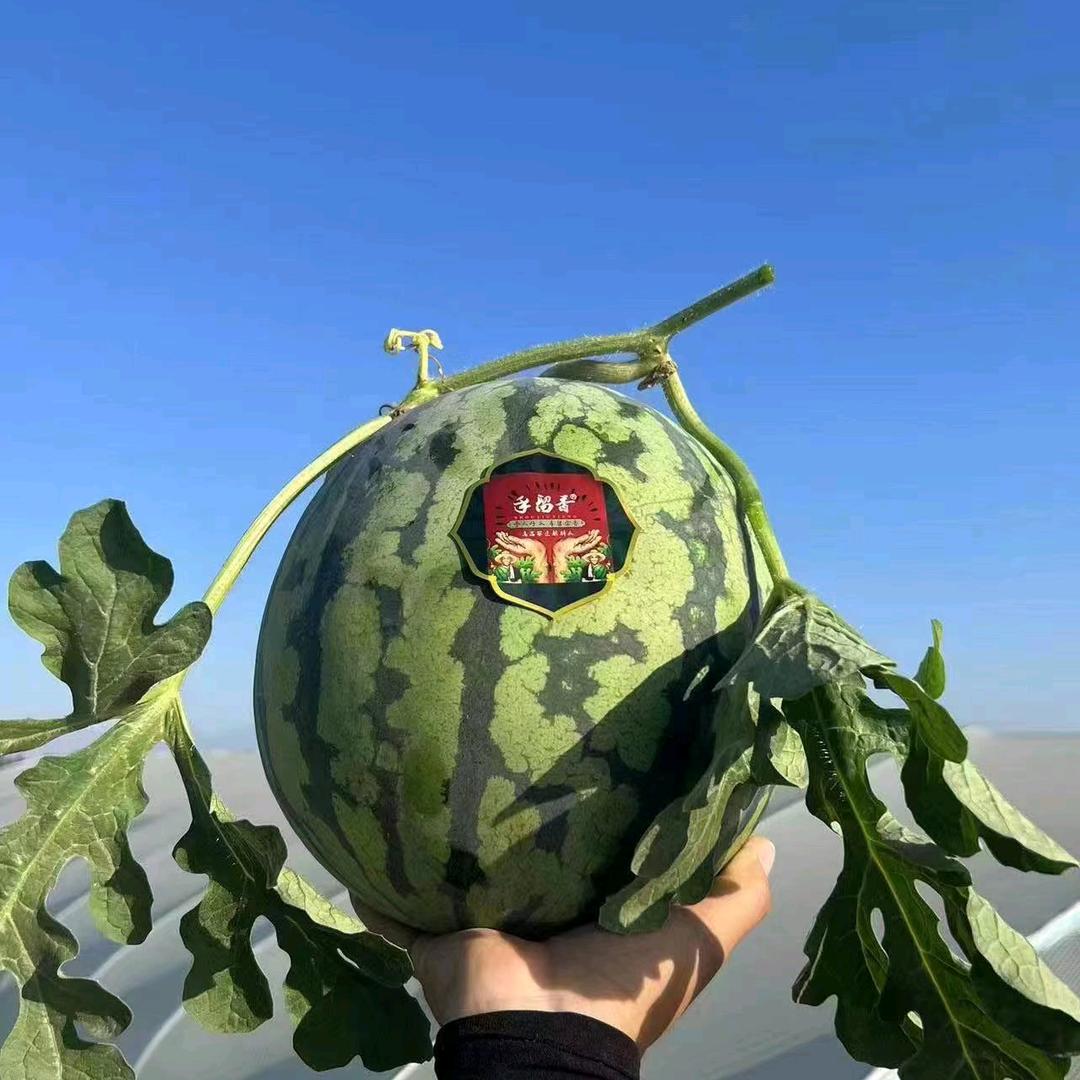 手留香麒麟瓜