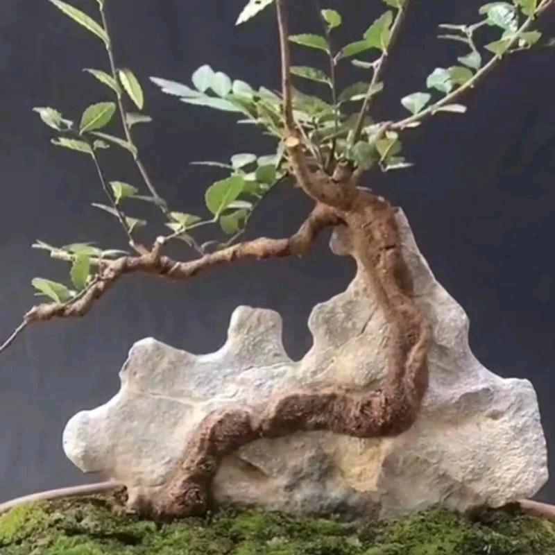 思思附石盆景