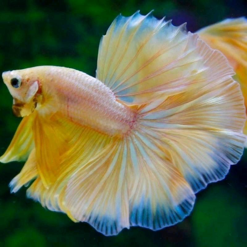 惠惠斗鱼水族馆