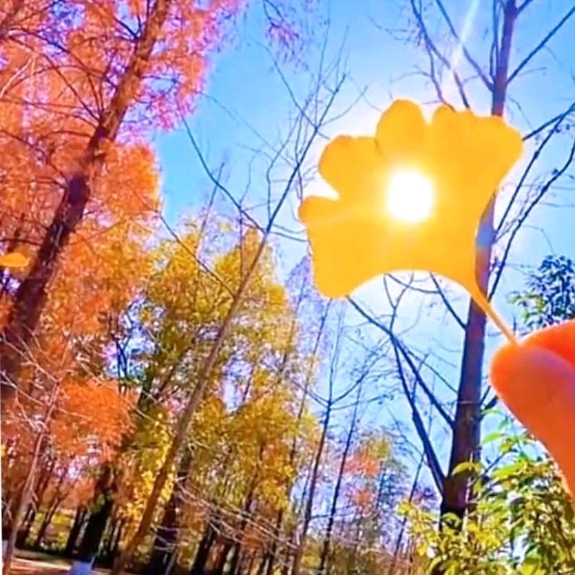 枫叶🍁拾光