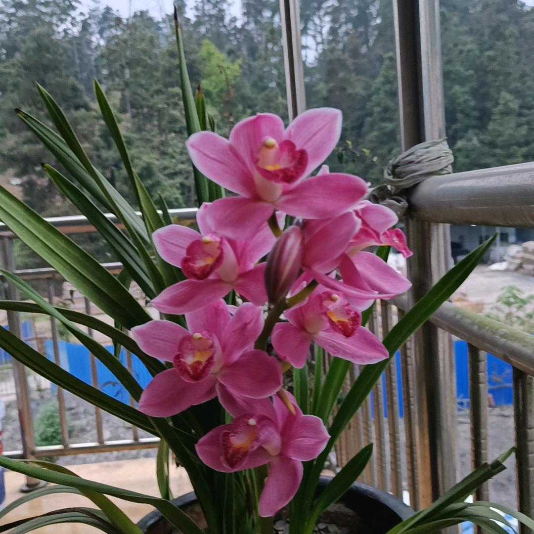 明茗