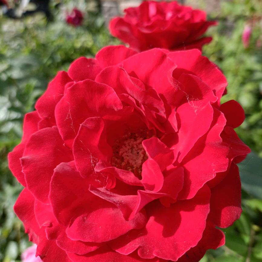 方城 金铂系统门窗 超姐