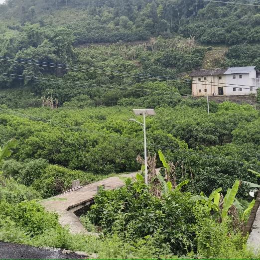 樱樱