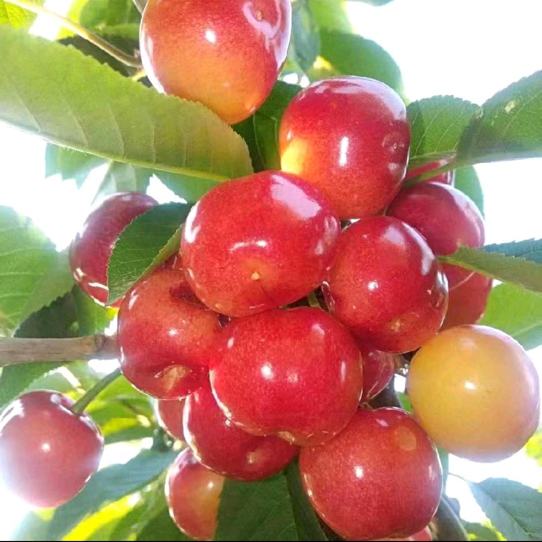 吕店镇车厘子采摘园