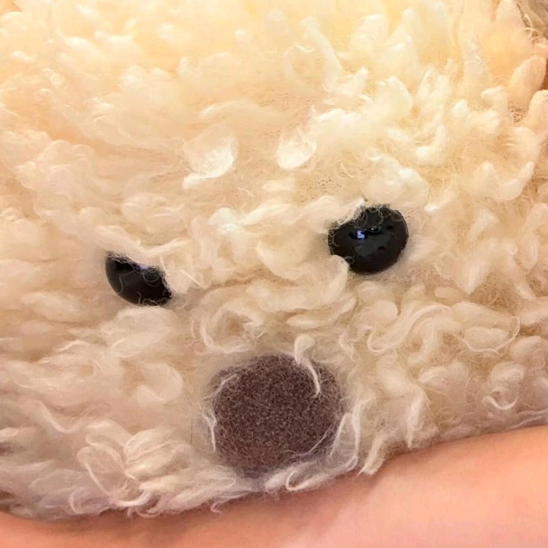 移动的生石花