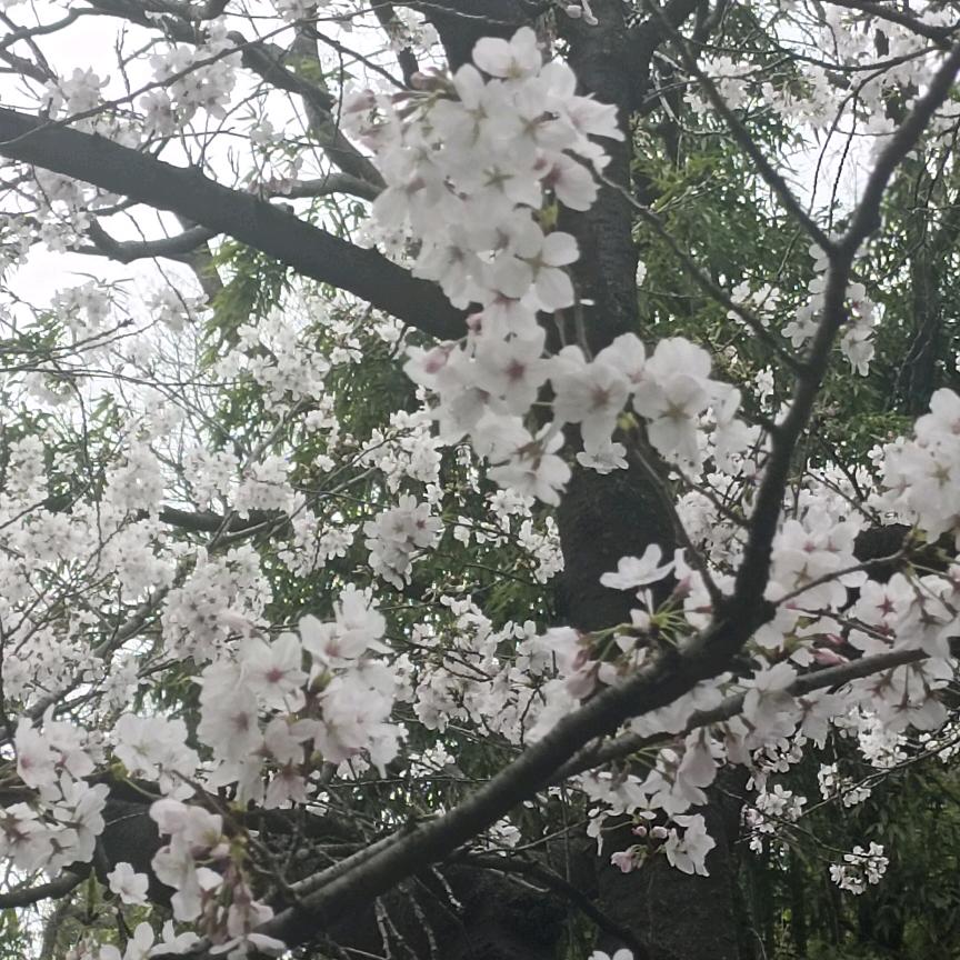 狂铁牛看剧