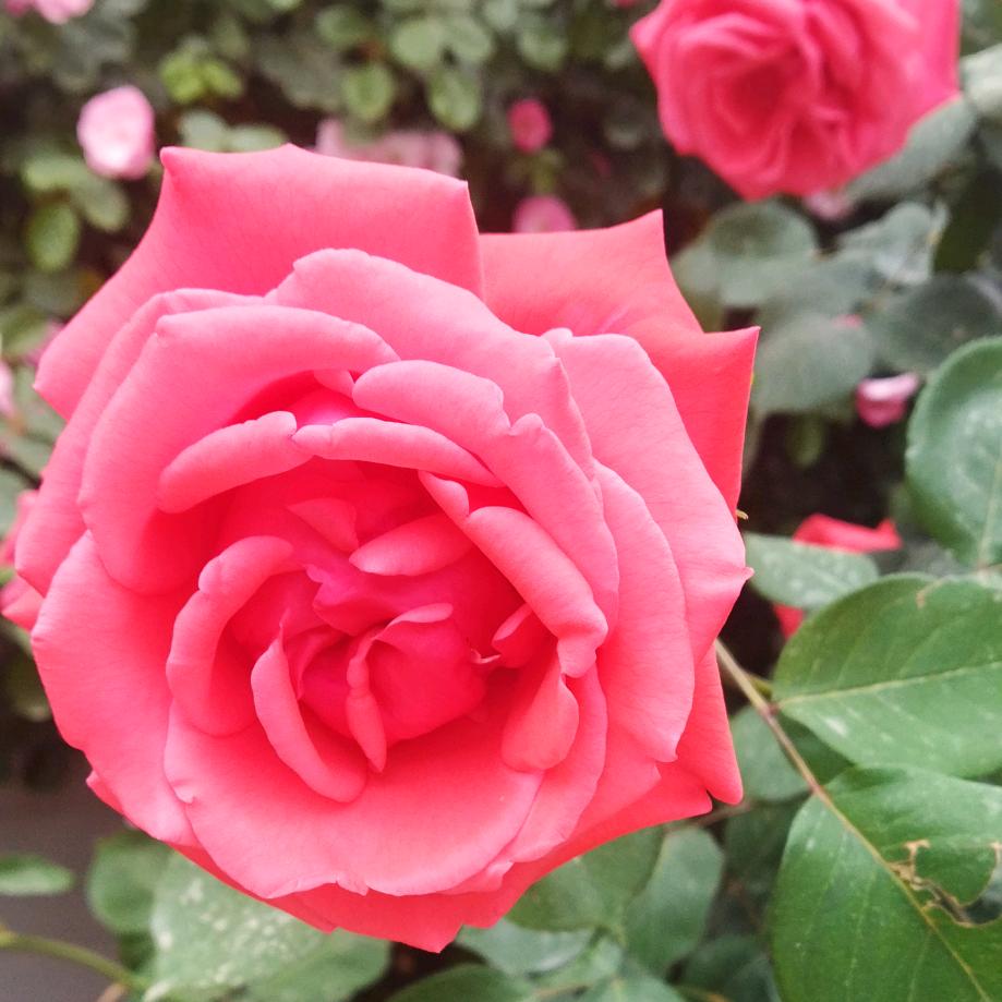 冷 暖自知🌹🌺🌺☕☕