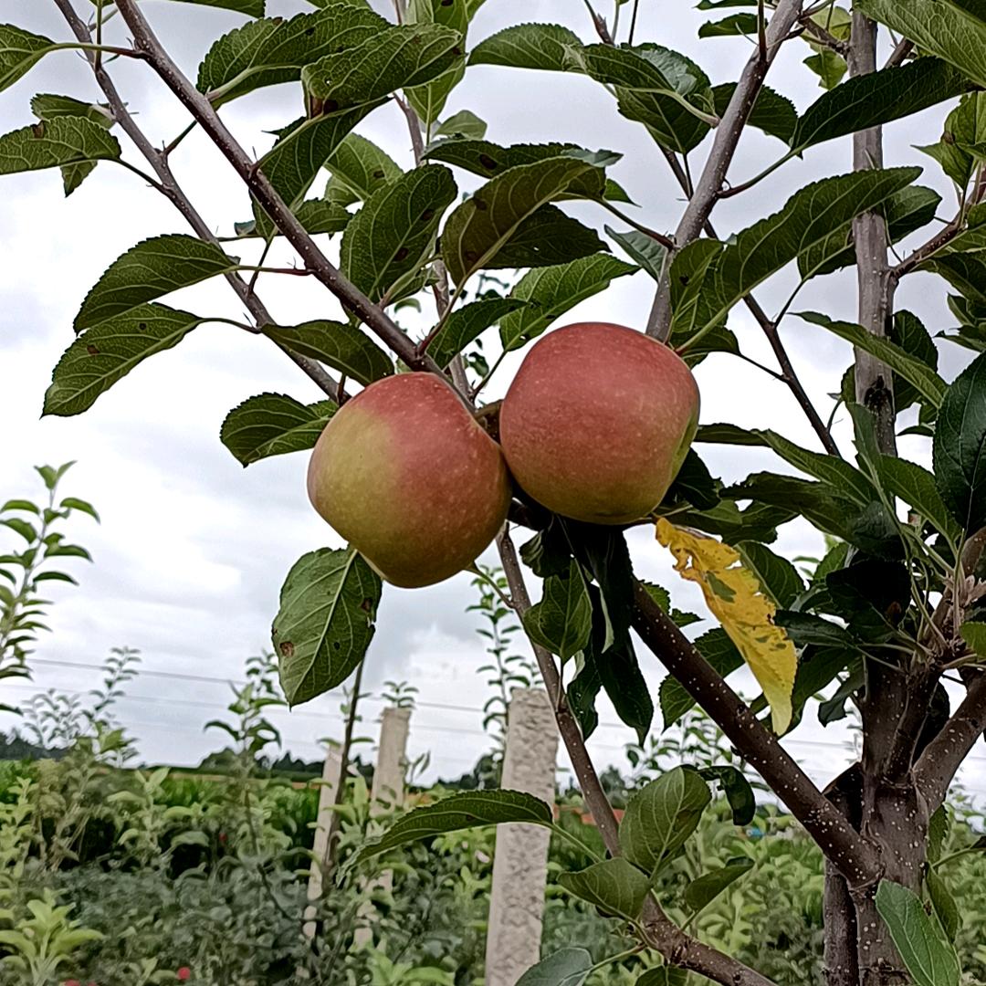 万水千山总是爱