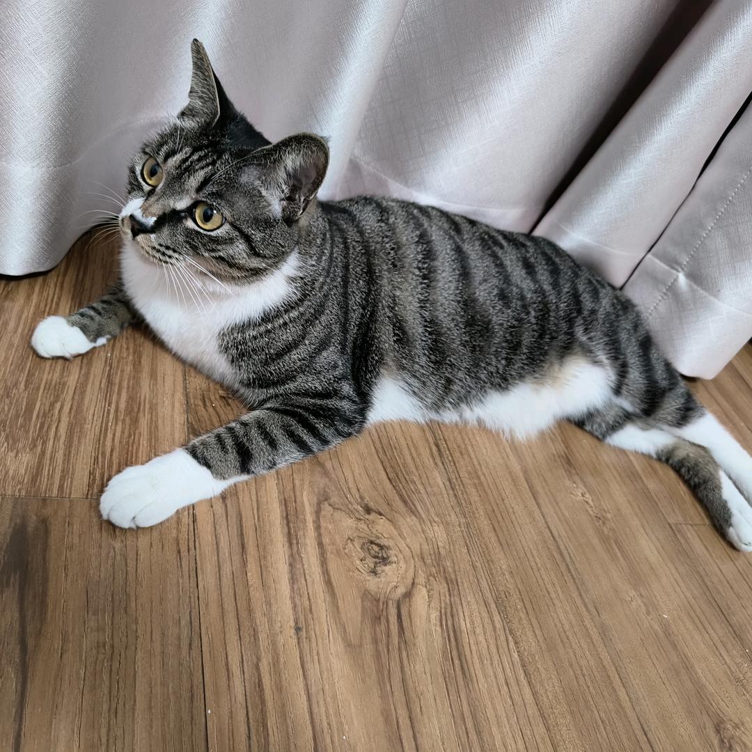 家有小肥仔🍑💨小肥喵