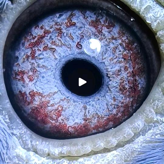 坚持到底《魏）