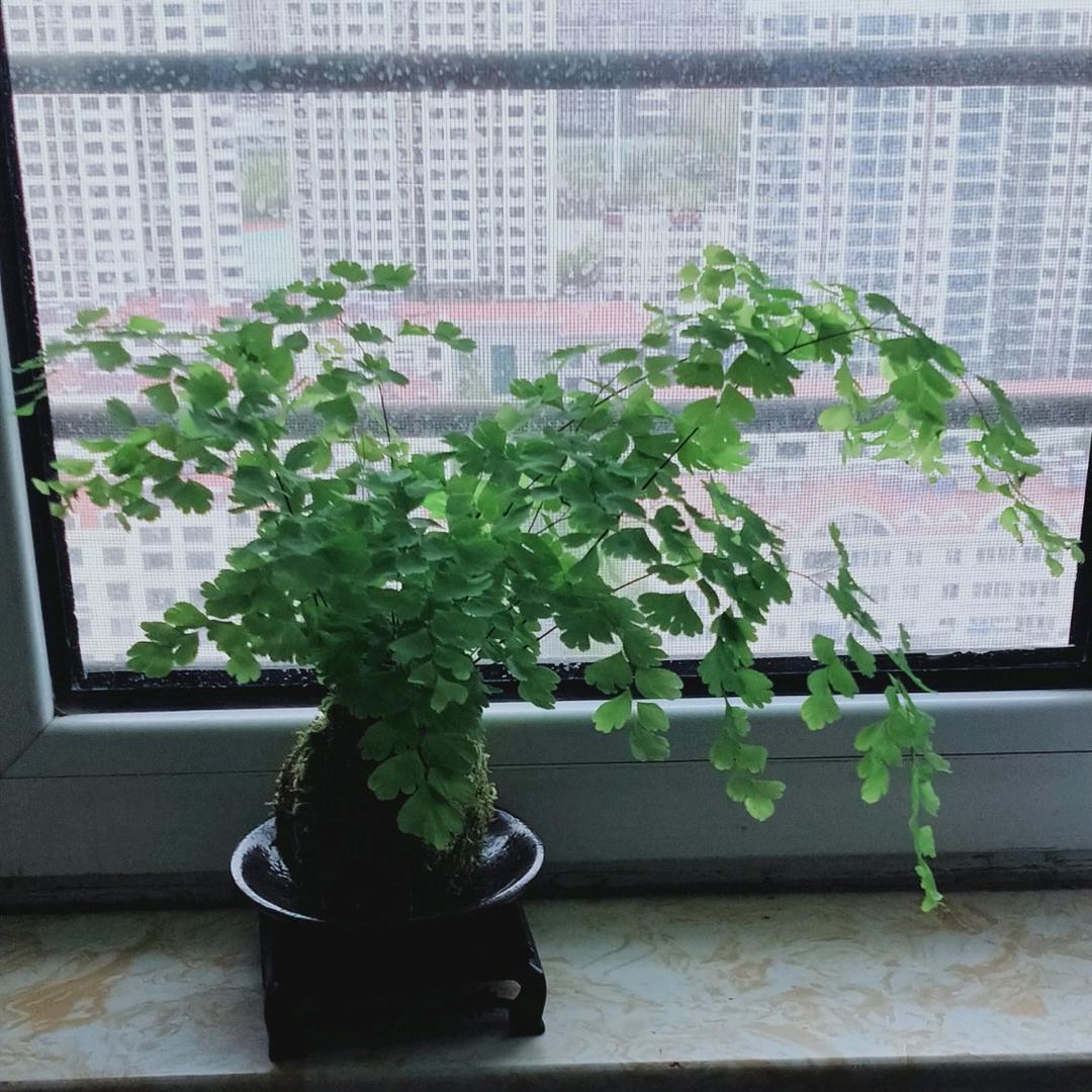 天天开心果