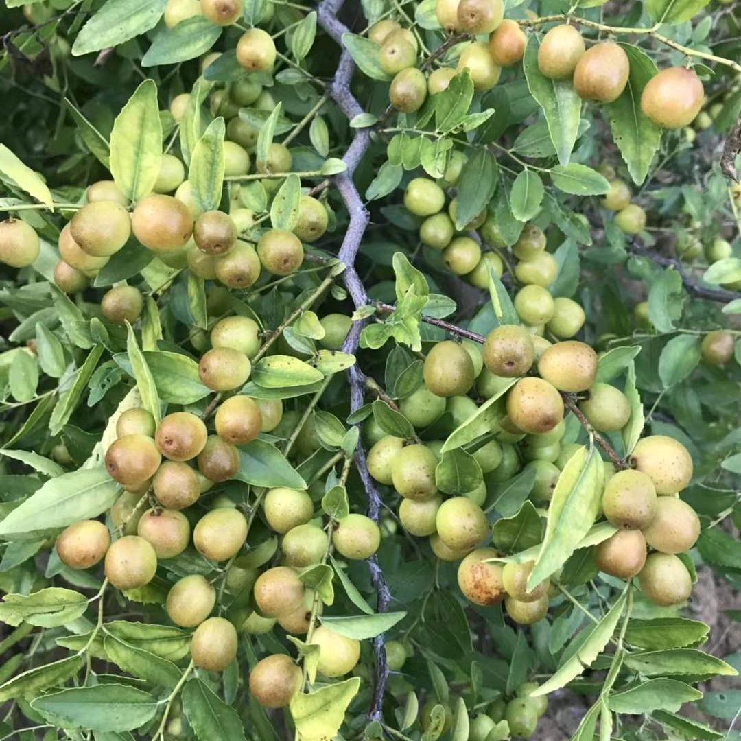 高产酸枣苗技术推广