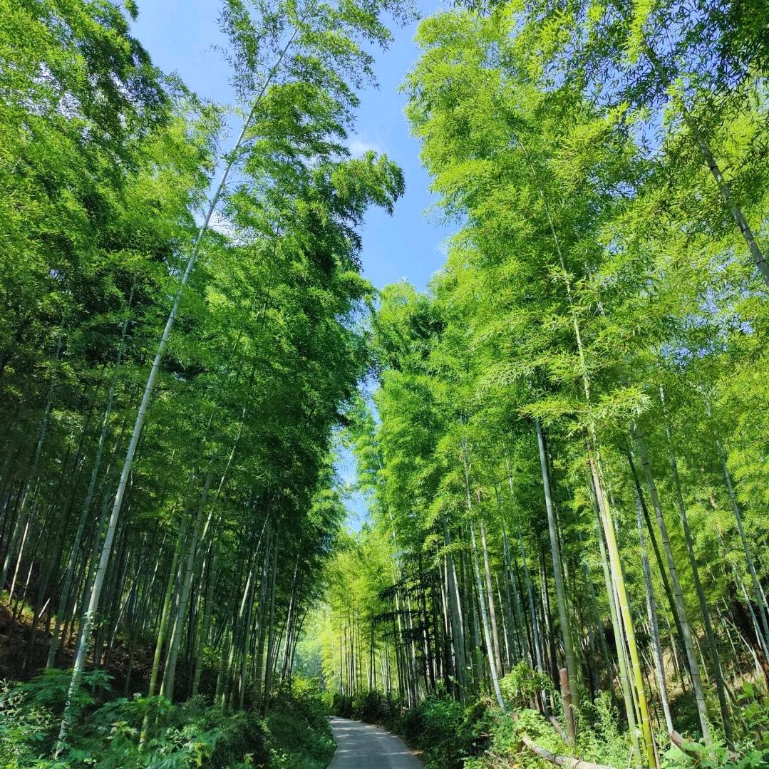竹峰