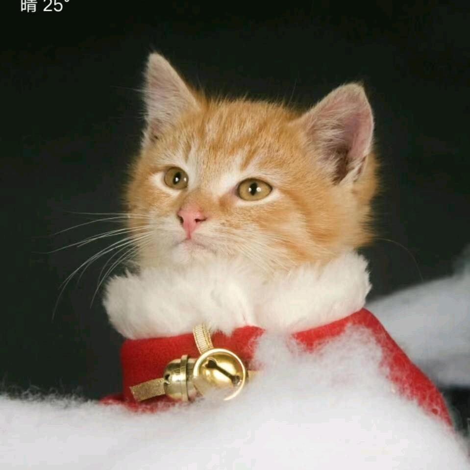 用户4036442061499飞燕